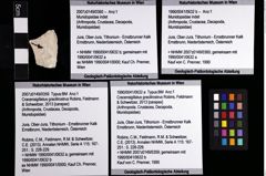 Foto (Objket + Etiketten) von Cracensigillatus gracilirostrus (Robins, Feldmann & Schweitzer, 2013) 